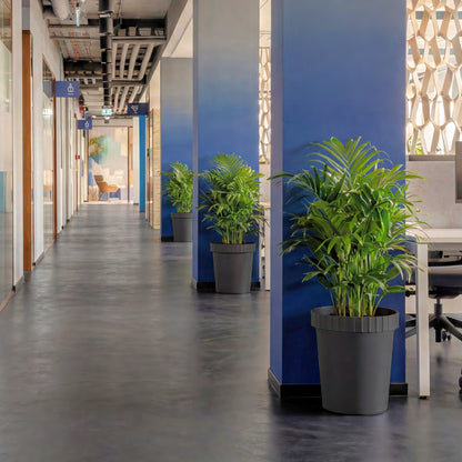 Fioriere RAFFLES SYSTEM grigio city con piante in un corridoio d'ufficio
